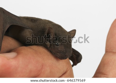 Bats on the hands of men