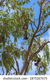 Bats On The Tree. Nuku'Alofa, Tongatapu, Tonga.