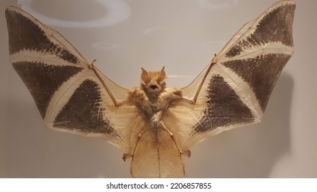 Bats Only Mammals That Can Fly Stock Photo 2206857855 | Shutterstock