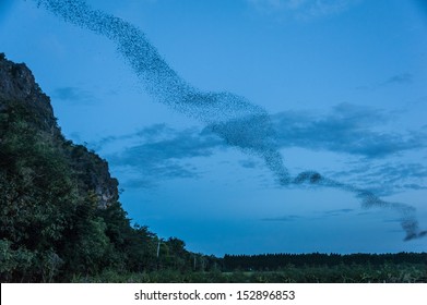 Bats Out Of The Cave In Thailand 