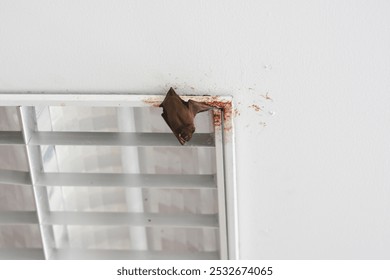 Bats are sleeping on the ceiling.