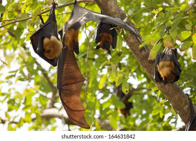 Bats Trees Stock Photo 185362094 | Shutterstock