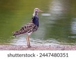 Battalion bird wading in the water