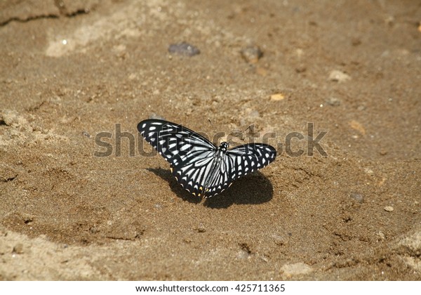 batter fly stock photo edit now 425711365 shutterstock