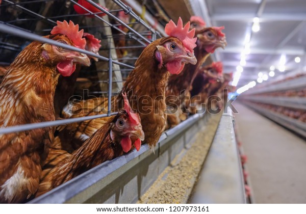 battery cage of Layer Chickens with Multilevel\
production line conveyor production line of chicken eggs of a\
poultry farm, Layer Farm housing, Agriculture technological\
equipment factory