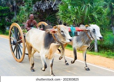 BATTICOALA, SRI LANKA - FEB 15, 2012: Sri lankan man driving bullock cart on the road