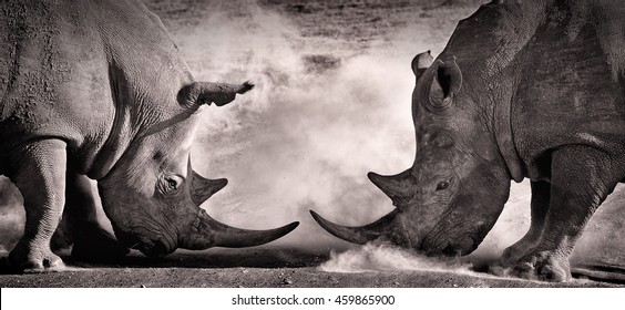 battle a confrontation between two white rhino in the African savannah on the lake Nakuru - Shutterstock ID 459865900