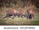 Battle of the giants. two aggressive red deer stags fighting it out. 