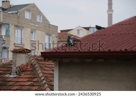 Battle of pigeons on a roof. Fight doves. Pigeons fight each other. Birds pigeons beak each other and push off. Doves peck at each other and push each other off