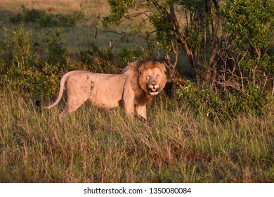 Battle Scarred Male Lion Standing Grass Stock Photo 1350080084 ...