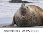 Battle scarred male Southern Elephant Seal (Mirounga leonina) during the breeding season on Sealion Island in the Falkland Islands.