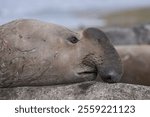 Battle scarred male Southern Elephant Seal (Mirounga leonina) during the breeding season on Sealion Island in the Falkland Islands.