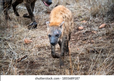 A Battle Scarred Spotted Hyena Leading The Clan Through The Bush