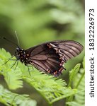 Battus polydamas black butterfly with closed wings