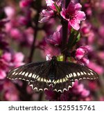 Battus polydamas, a species of butterfly in the family Papilionidae. The wingspan is 90 to 120 mm. It is found in South América, Mexico and southeastern U.S.