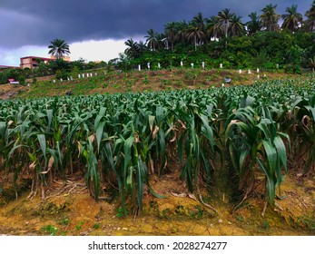 Batu Arang Images, Stock Photos u0026 Vectors  Shutterstock