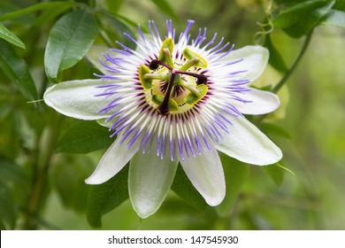 Batumi Botanical Garden On Black Sea, Malvaceae At One Of The Largest Botanical Gardens.