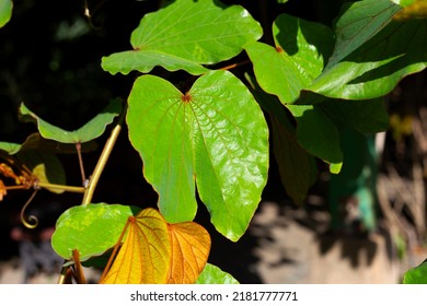 9,410 Bauhinia leaves Images, Stock Photos & Vectors | Shutterstock