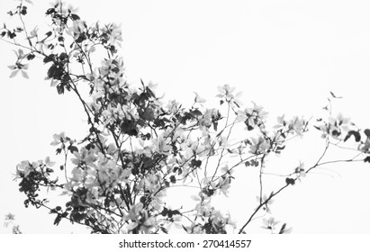 Bauhinia and branch on sky