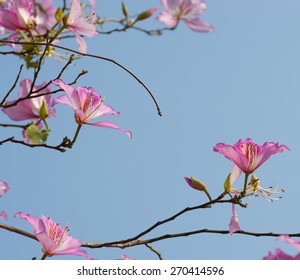 Bauhinia and branch on sky