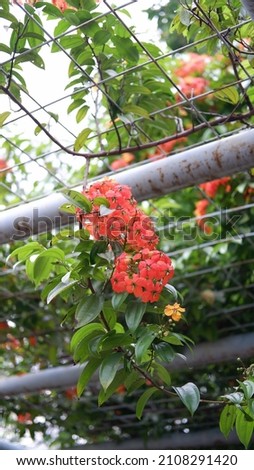 Bauhinia kockiana known as Kock's Bauhinia, Red Trailing Bauhinia is a climber plant commonly cultivated over trellises and shelters Stock fotó © 