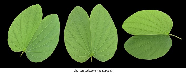 Bauhinia Leaf Images, Stock Photos & Vectors | Shutterstock