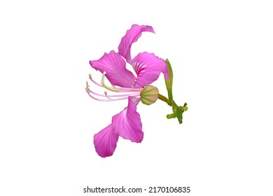 Bauhinia purpurea flower (Hong Kong Orchid )  isolated on white background with clipping path