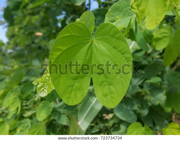 Bauhinia Purpurea Leaf Background Abstract Nature Stock Photo (Edit Now