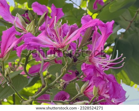 Bauhinia variegata pink and purple flowers and green leaves, common names include orchid, mountain ebony, ox's foot or cow's foot.