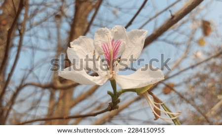 Bauhinia variegate Mountain ebony tree Purple bauhinia Flower White Bloom Flora Nature