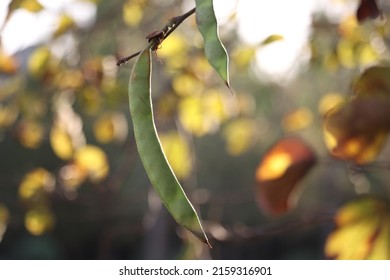 Bauhinia Variegate, Orchid Tree Or Mountain Ebony Is A Species Of Flowering Plant In The Legume Family, Fabaceae.