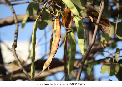 Bauhinia Variegate, Orchid Tree Or Mountain Ebony Is A Species Of Flowering Plant In The Legume Family, Fabaceae.