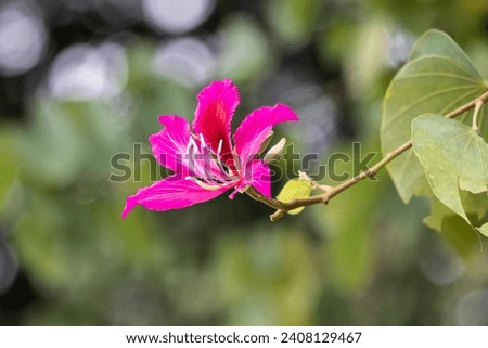 Bauhinia varigata (Butterfly Tree) is a popular ornamental plant commonly known as Kachnar or Mountain-ebony.  The plant is native to southern China, the Indian sub-continent.