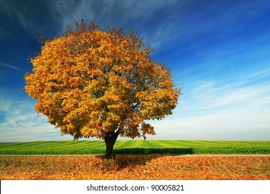 Baum Stock Photo 90005821 | Shutterstock