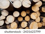 Baumrinde und Holzstapel im Wald 