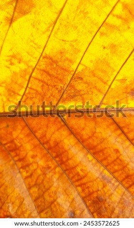 Bautiful leaf patterns of dried beech plants