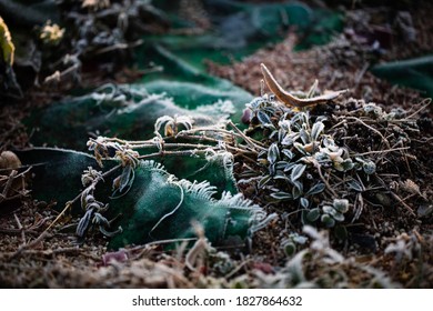 Bautiful Morning Light On Grass And Plants Covered In Frost Growing Around Green Garden Nylon Cloth In Autumn Season