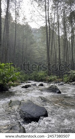 bautiful view from the forest of west java, indonesia