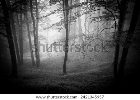 Similar – Image, Stock Photo Many shadows Tree Forest