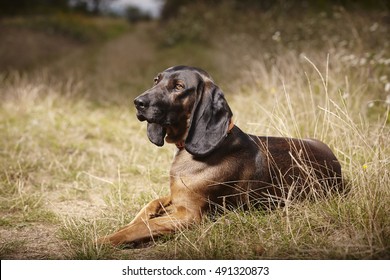 121 Bavarian Scenthound Images, Stock Photos & Vectors | Shutterstock