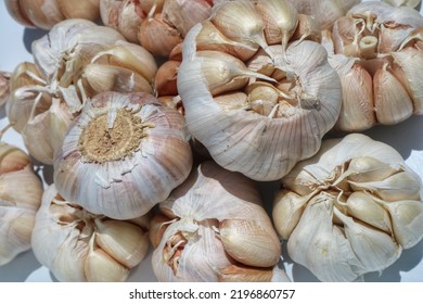 Bawang Putih Or Garlic Bulb And Cloves Isolated On White Background. Close Up.