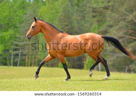 Bay akhal teke breed stallion runs in trot in the green summer field up. Animal portrait in motion.