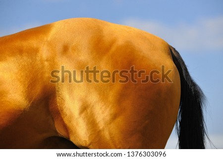 Bay Akhal Teke horse croup. Animal body part close up. Horizontal, side view.
