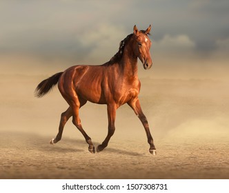 Bay akhal-teke horse runs on desert on sky background 
