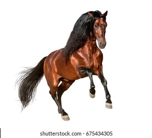 bay andalusian horse galloping isolated on white background