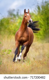 Bay arabian horse run fast outdoor