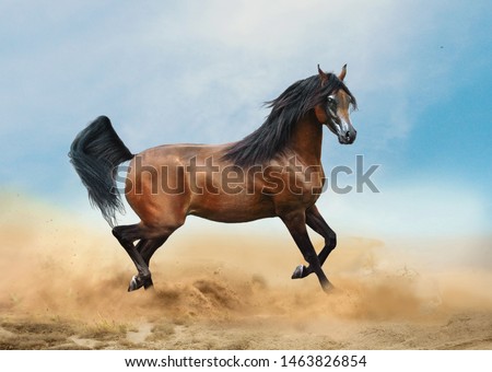 bay arabian horse running in desert