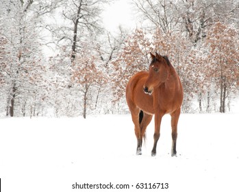 Bay Arabian Horse In Snow On A Cold Winter Day