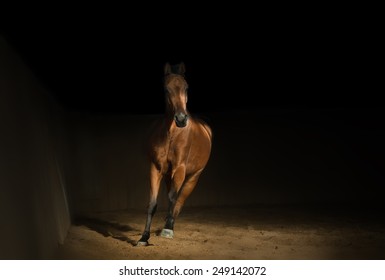 Bay Arabian Horse Training In The Riding Hall