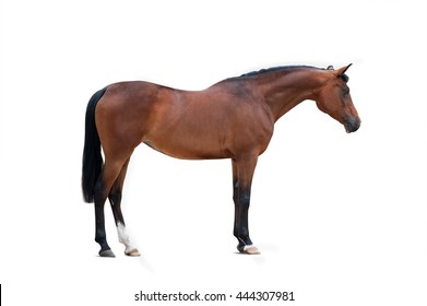 Bay Arabian Mare Isolated Over A White Background